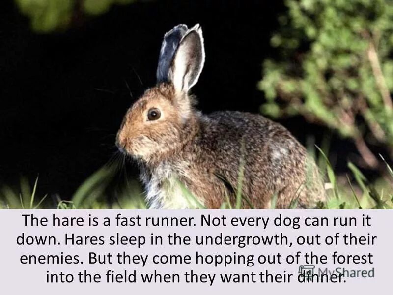Hares перевод на русский. Hare инструкция. Sleeping Hare. As fast as a Hare. Fast hare перевод