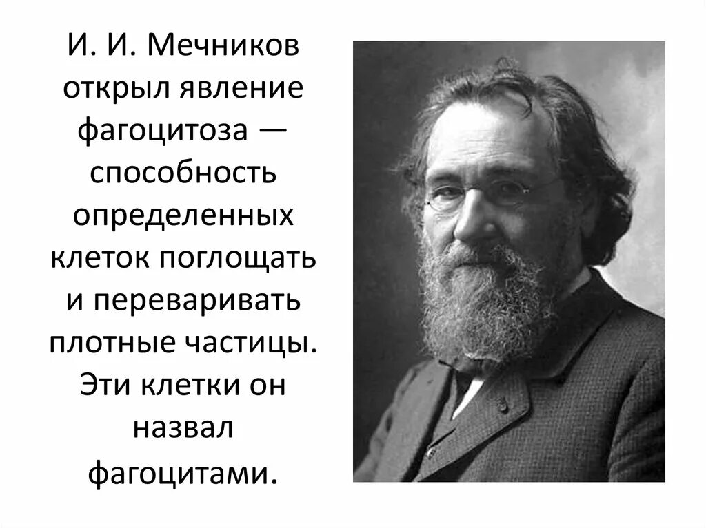 Теория иммунитета ученый. Мечников теория иммунитета. Мечников фагоцитоз. Мечников открыл явление. Явление фагоцитоза открыл.