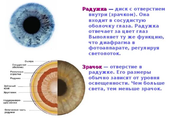 Особенность строения радужки какую функцию она выполняет. Зрачок строение и функции. Радужка глаза анатомия. Зрачок радужка глаза строение и функции. Строение зрачка глаза человека.