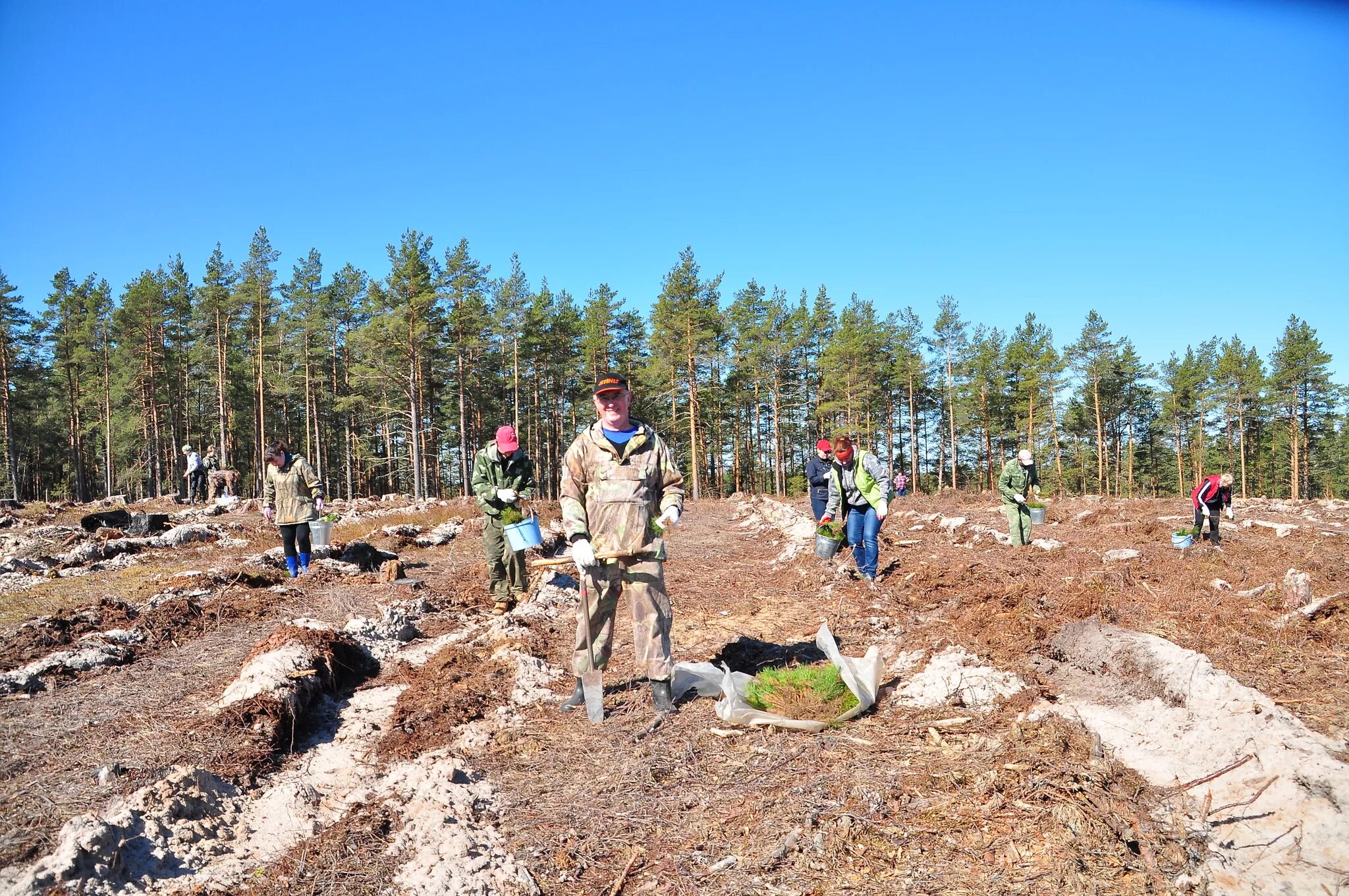 Экология лесные пожары. Окружающая среда лесного хозяйства. Пожары в широколиственных лесах. Школьное лесничество пестрый лес. Окружающая среда лесного хозяйства.