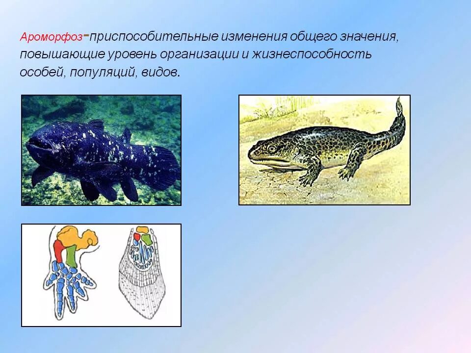 Ароморфозы животных. Ароморфозы эволюционные изменения. Ароморфозы рыб. Основные ароморфозы рыб.