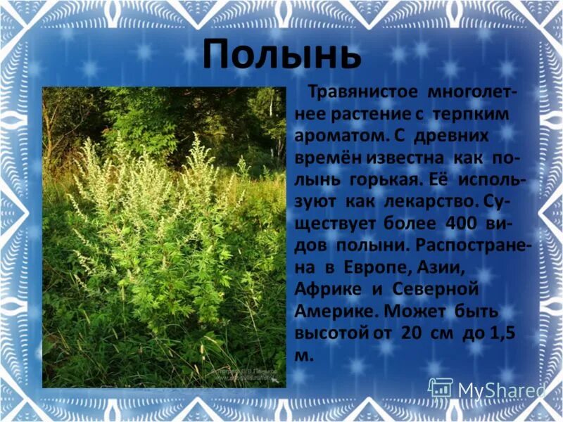 полынь класс. полынь на латыни. полыни язык. полыни язык. степная трава полынь.