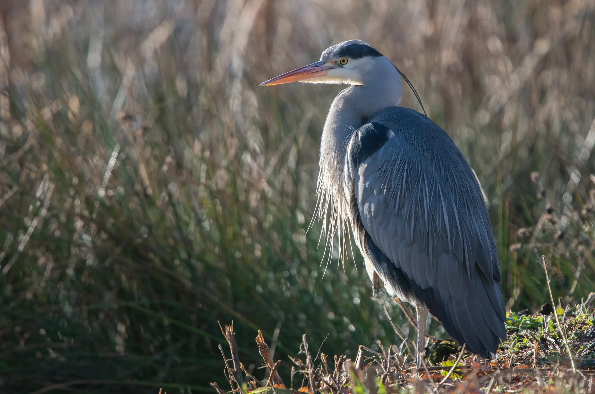 сорочья цапля. сон цапля. серая цапля миграции. сон цапля. сон цапля.