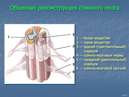 Задний спинной мозг