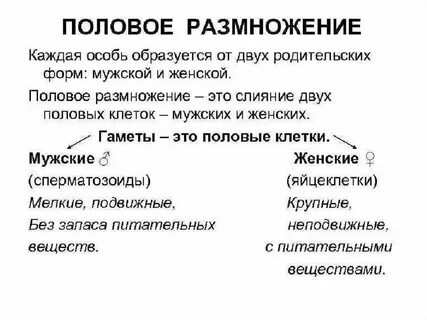 Форма полового размножения оплодотворение