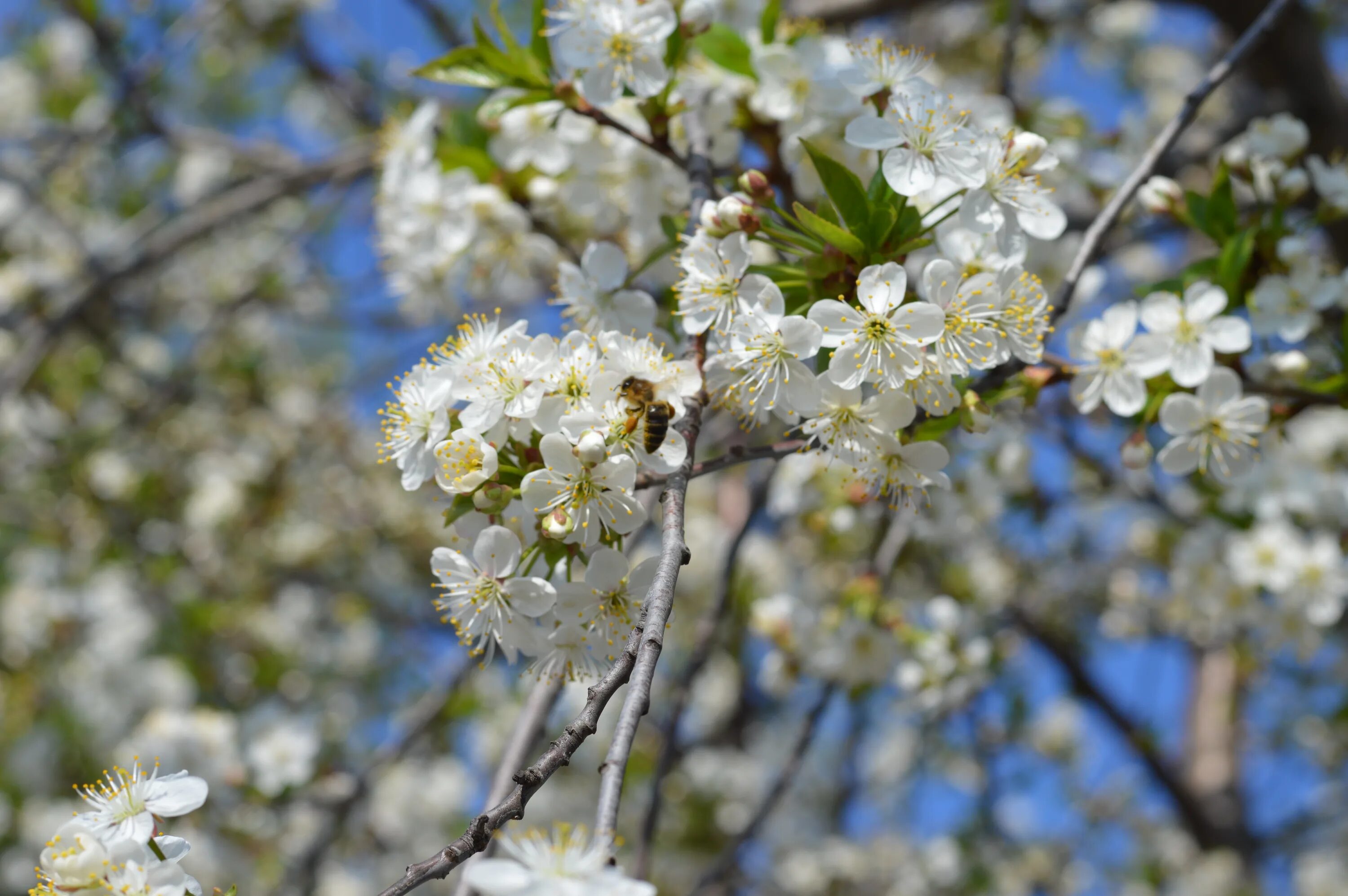 White spring. Дикая вишня цветение. Вишня Садовая цветение. Вишневое дерево цветение.