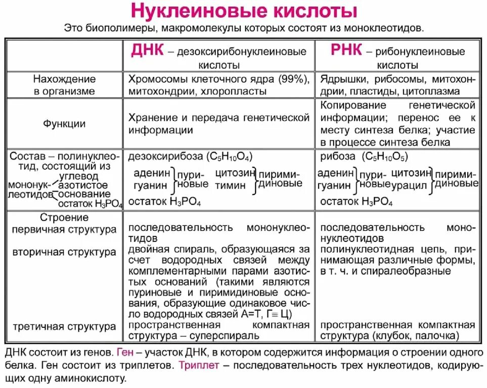 Строение и функции нуклеиновых кислот таблица. Строение и функции нуклеиновых кислот таблица 10 класс. строение и функции нуклеиновых кислот днк и рнк. таблица нуклеиновые кислоты днк и рнк 10 класс. сравнение нуклеиновых кислот таблица.
