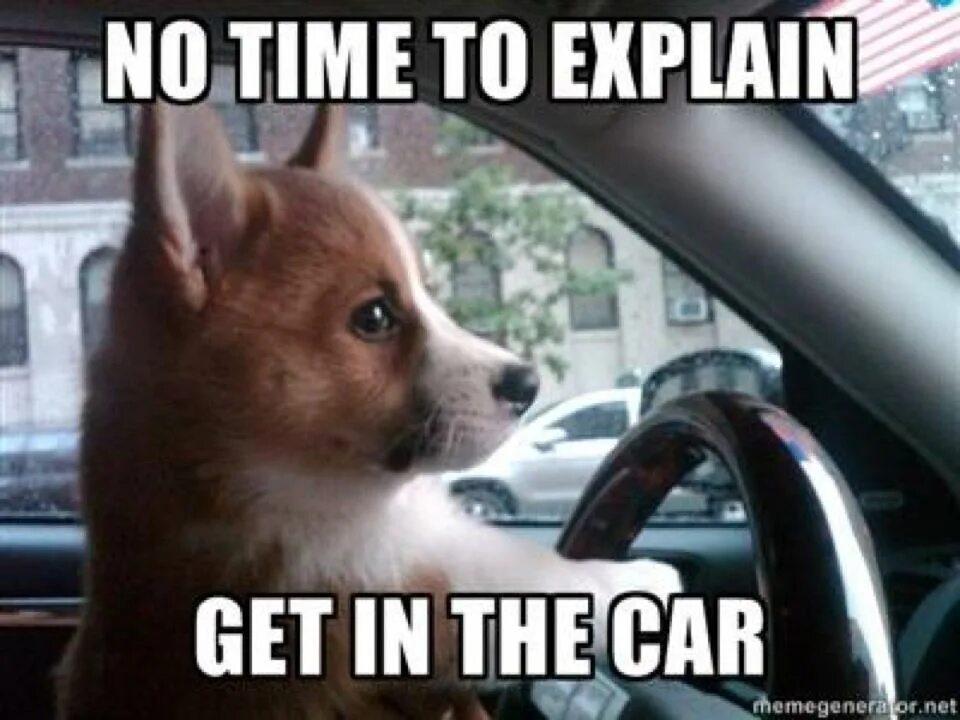 Me trying to explain. No time to explain get in the car. no time to explain мем. get in the car мем. корги мем.