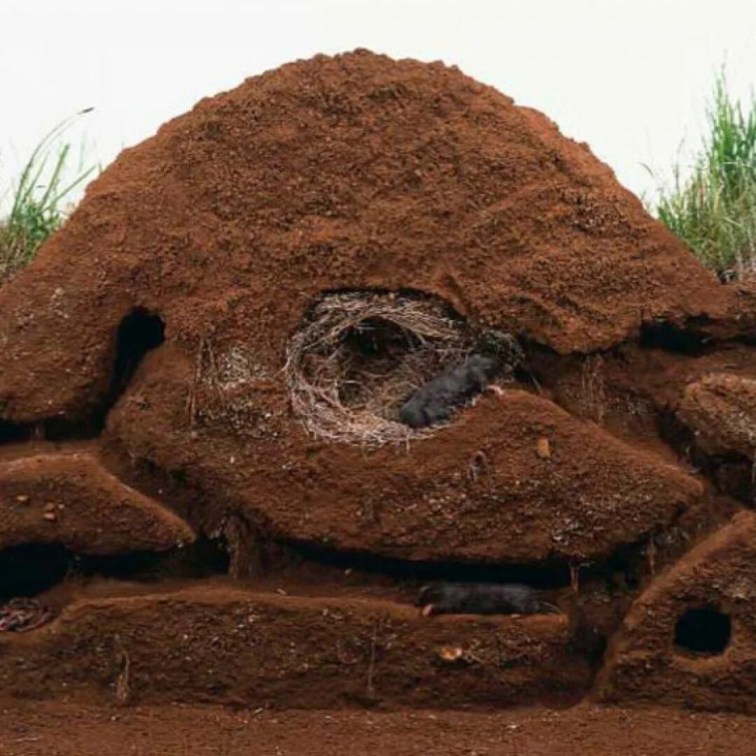 в земле под землей разница. яма в земле. нора крота. норы кротов. дерново подзолистые разрез.