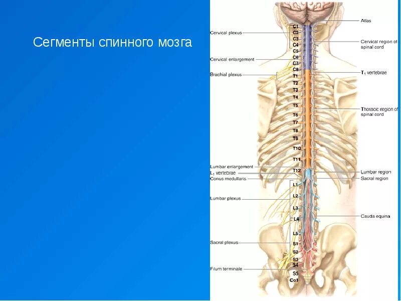 Строение сегмента спинного мозга. Сегментарное строение спинного мозга. Сегмент спинного мозга анатомия. Структура сегмента спинного мозга. Является продолжением спинного мозга состоит