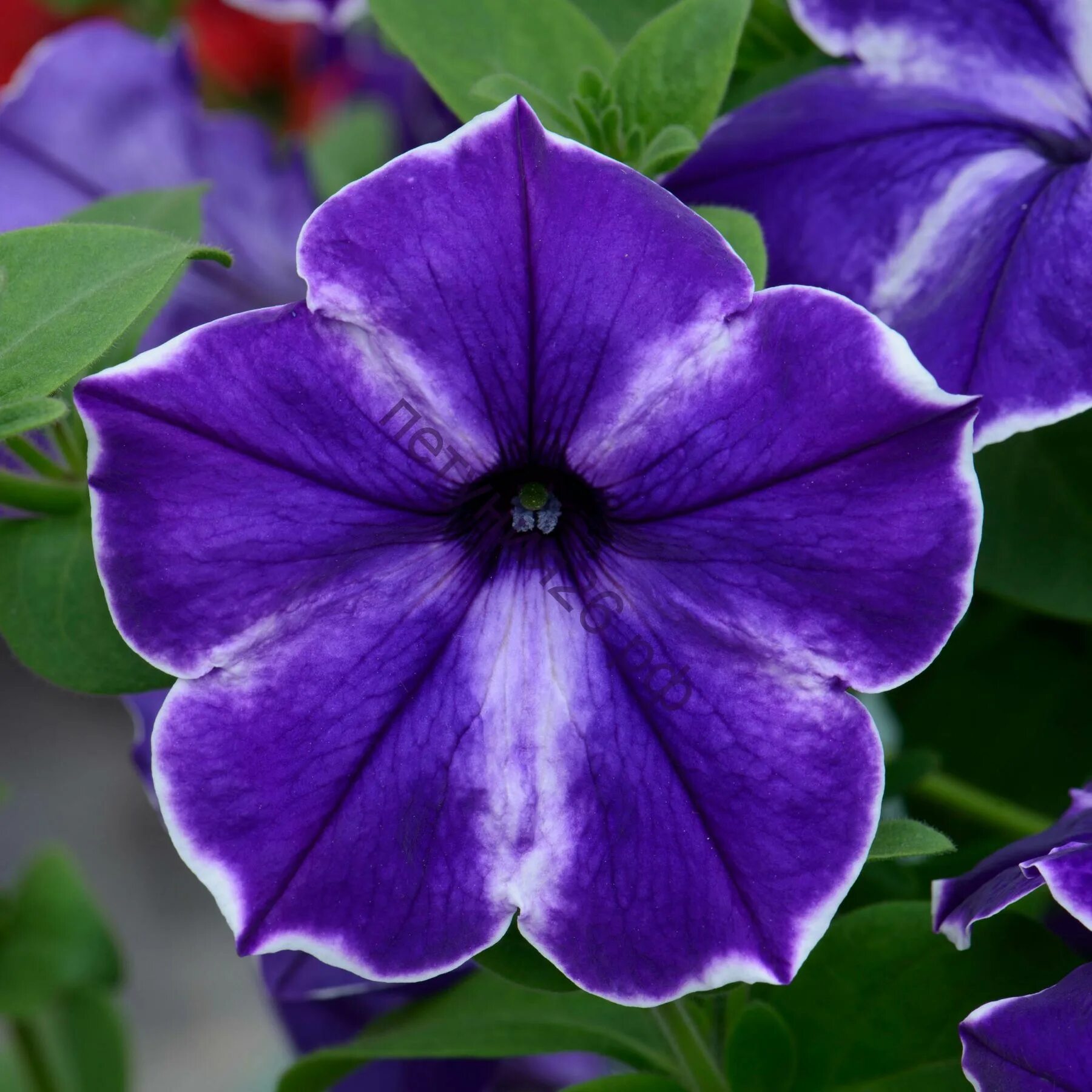 Петуния designer buzz purple. Петуния теа блю биколор. Петуния ultraviolet. Петуния десигнер капучино. Петуния designer.