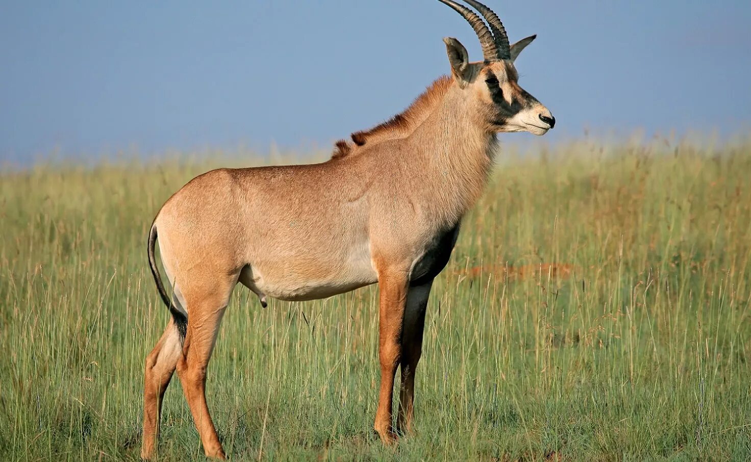 Антилопа Роан. Роан животное. Roan Namibian Antelope. Лошадиная антилопа.