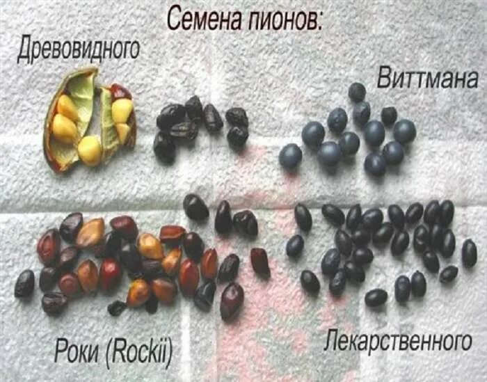 Как посадить семена пиона. Семена пиона. семена пиона древовидного как выглядят. семена пионов виды. какие семена у пионов.