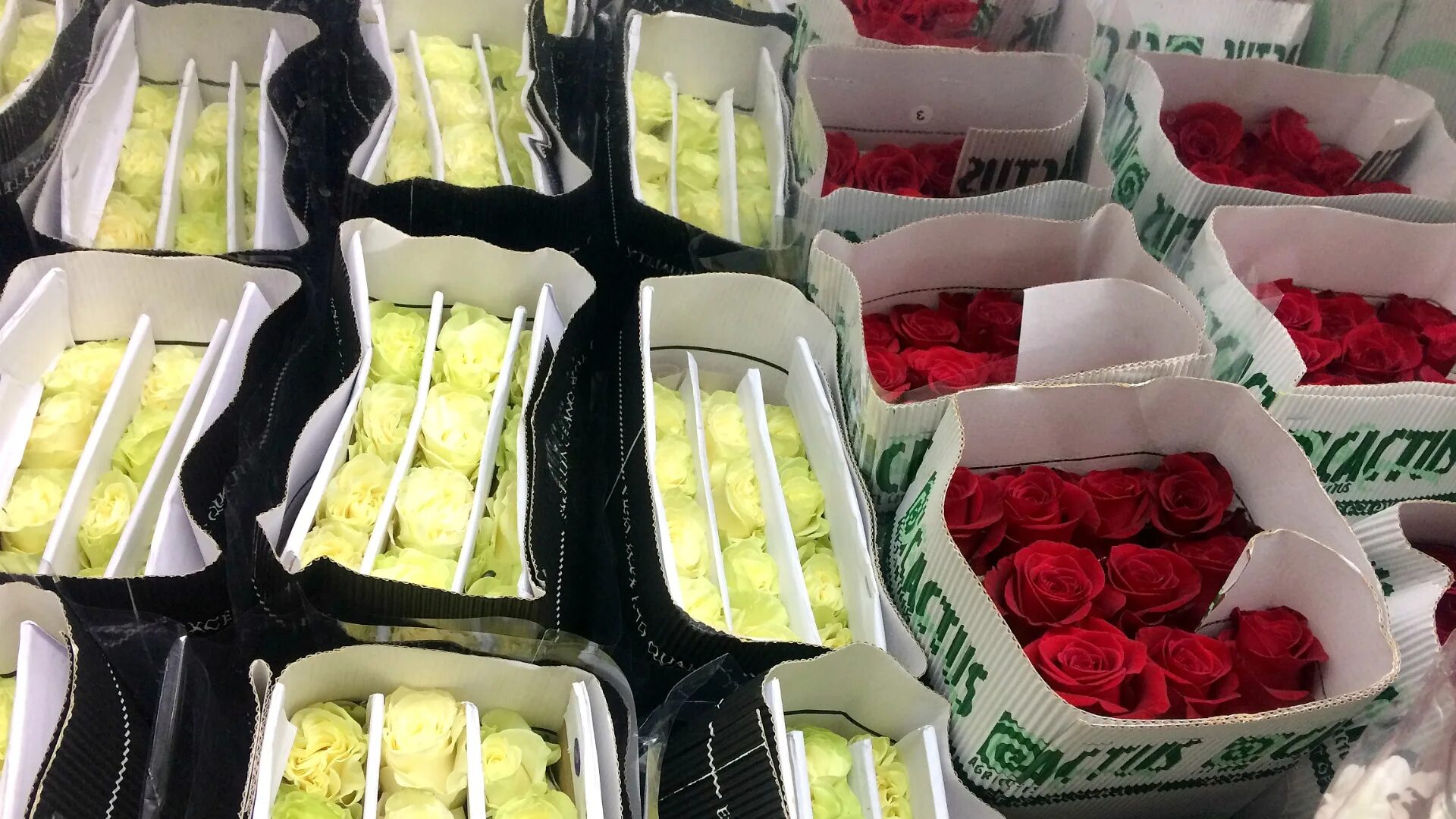 Купить розы от производителя