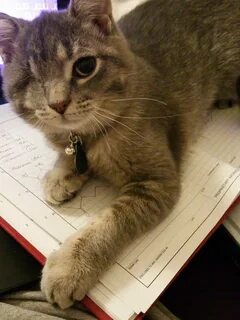 Сначала котенок