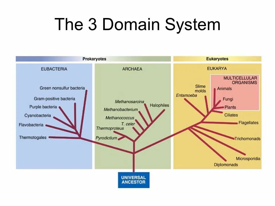 Домен таксон. Bacteria, Archaea и Eukarya. Bacteria, Archaea и Eukarya домены. Домен Eukarya. Archaea bacteria and eukaryotes.