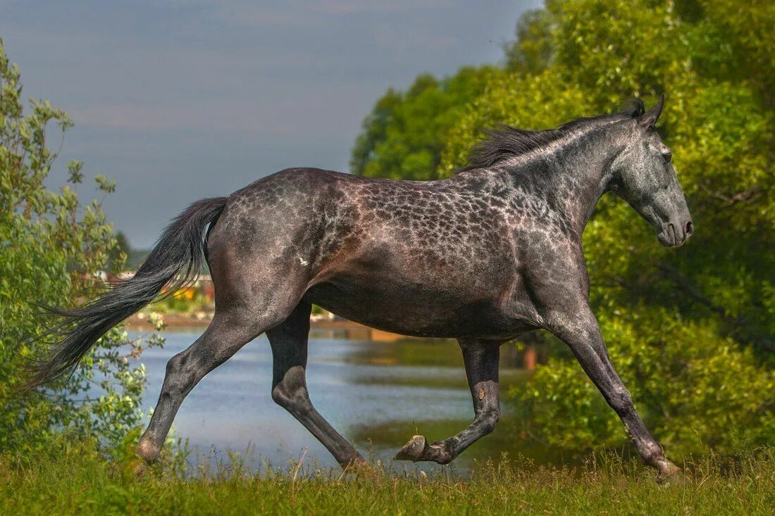 Серебристо-Буланая масть лошади. Фризская Аппалуза. Карачаевская лошадь жирафовой масти. Аппалуза лошадь.