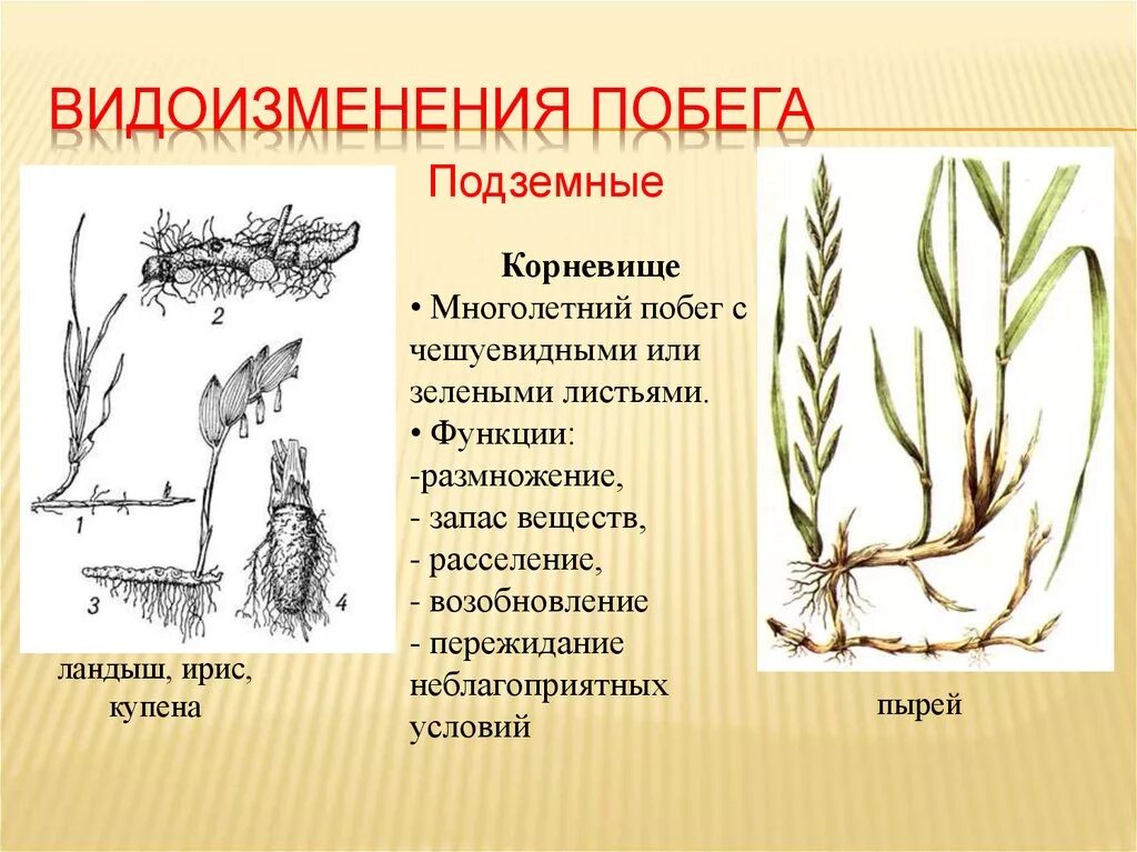 Доказательство корневище видоизмененный побег. Строение видоизмененных побегов корневище. Корневище пырея это побег. Пырей видоизмененный побег. Подземный побег корневища пырей.