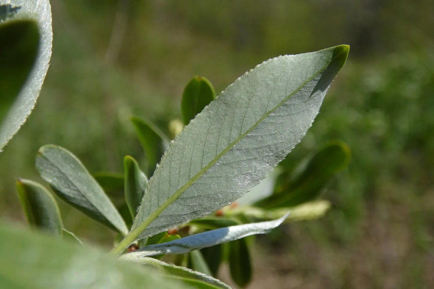 Salix euxina - Image of an specimen - Plantarium