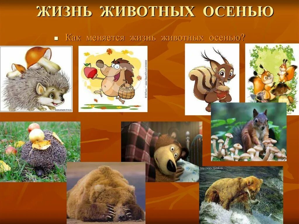 Что происходит с животными осенью. Жизнь животных осенью. осенние изменения в жизни животных. жизнь животных осенью для детей. осень животные.