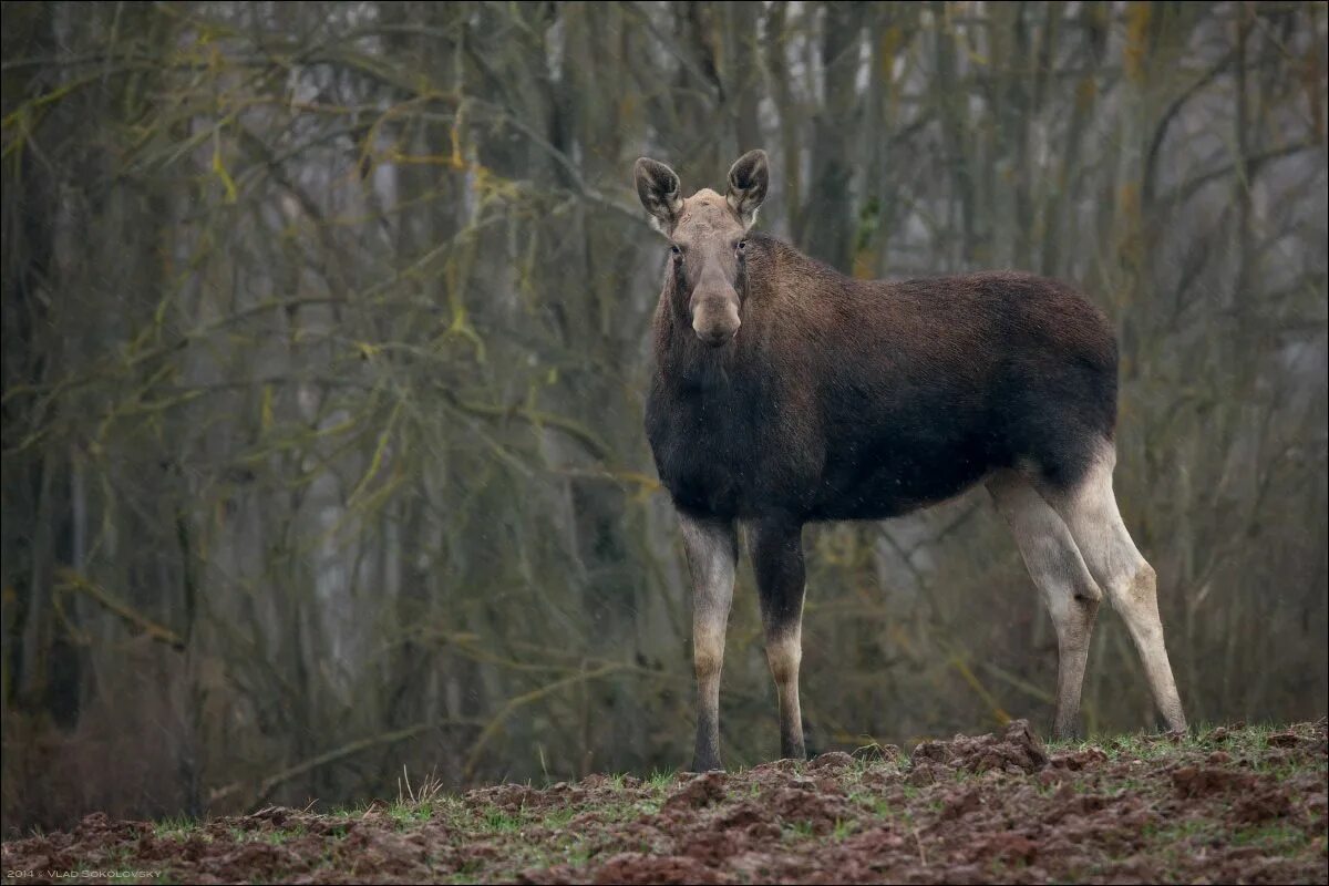 встреча с лосем в лесу. 20 лосей.