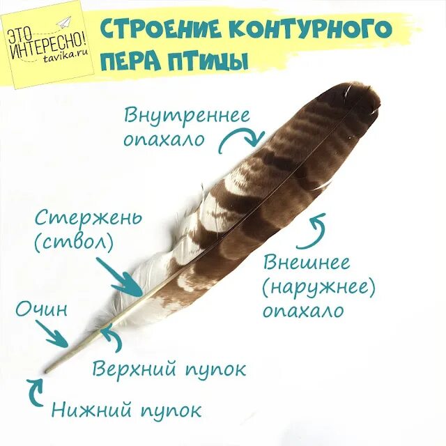 Программа пера. Строение контурного пера. виды перьев. строение контурного пера птицы. перо птицы строение.
