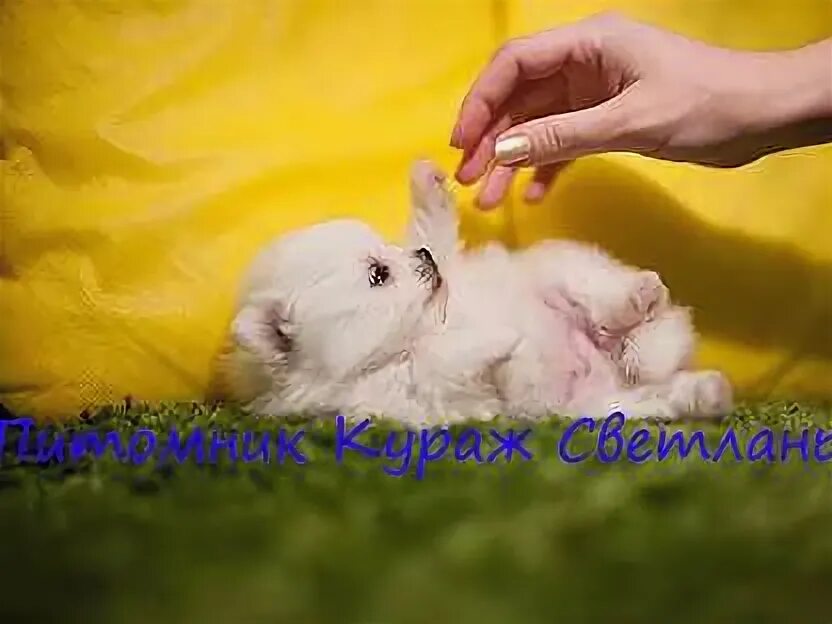 Питомник кураж. Питомник кураж