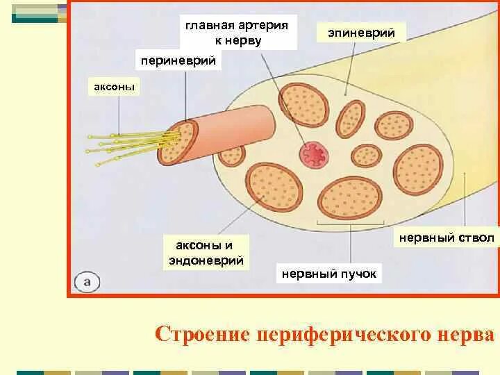 Строение нерва рисунок. Эндоневрий периневрий. Оболочки нерва эндоневрий периневрий эпиневрий. Периневрий эндоневрий гистология. Эндоневрий периневрий эпиневрий строение нерва гистология.