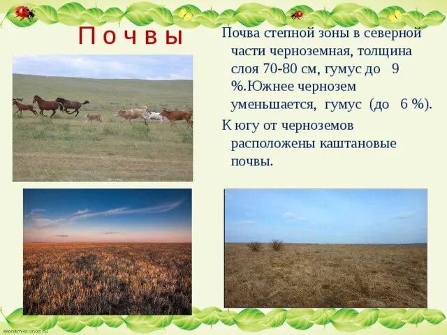 Чернозем в степи России. Почвы степи. Почвы Степной зоны. Степь природная зона.