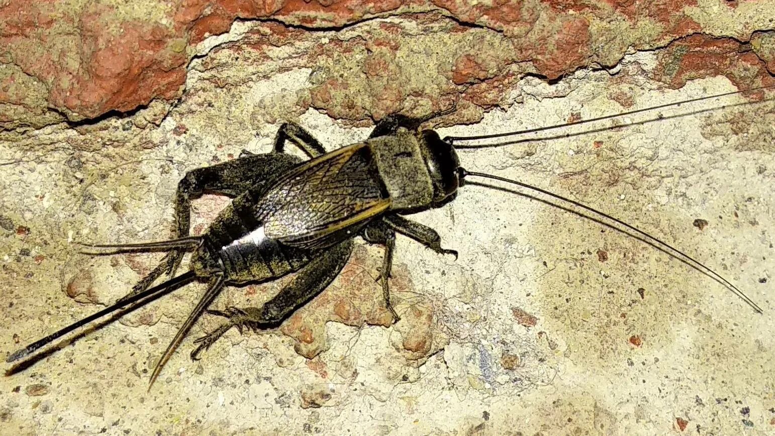 Мадагаскарский шипящий таракан. Acheta domesticus домовый сверчок. Таракан интересные факты для детей. Тараканы издают звуки. Жук усач дровосек.