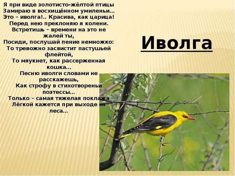 Сообщение о птице 2 класс. Доклад про птиц. Рассказ о перелетных птицах. Доклад о перелетных птицах. Перелетные птицы доклад 2 класс.