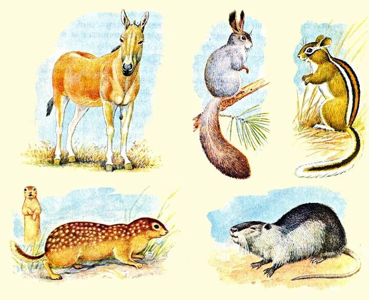 Рисунки млекопитающих животных