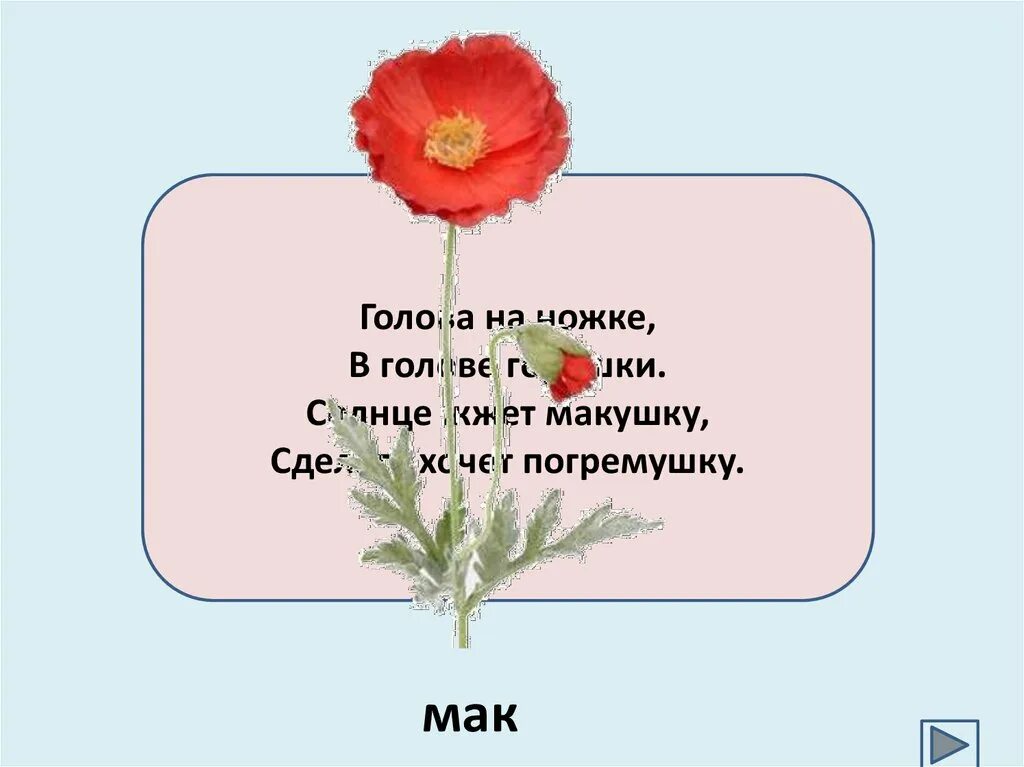 Назовите с помощью глаголов цвет мака