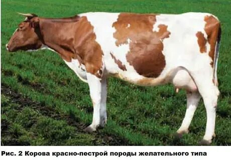 Корова красный белый цвет