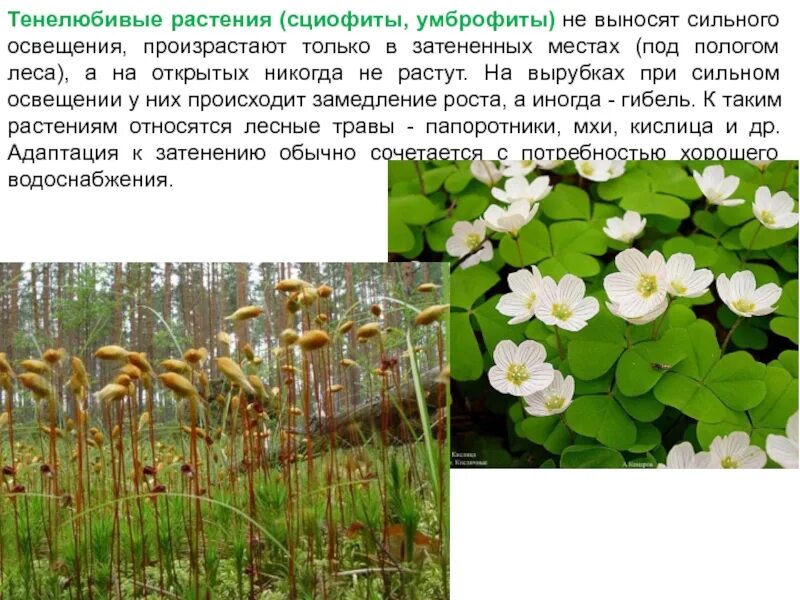 Тенелюбивые растения сциофиты. Светолюбивые и тенелюбивые растения. Светолюбивые гелиофиты. Тенелюбивые растения горной шории. Сциофиты примеры растений.