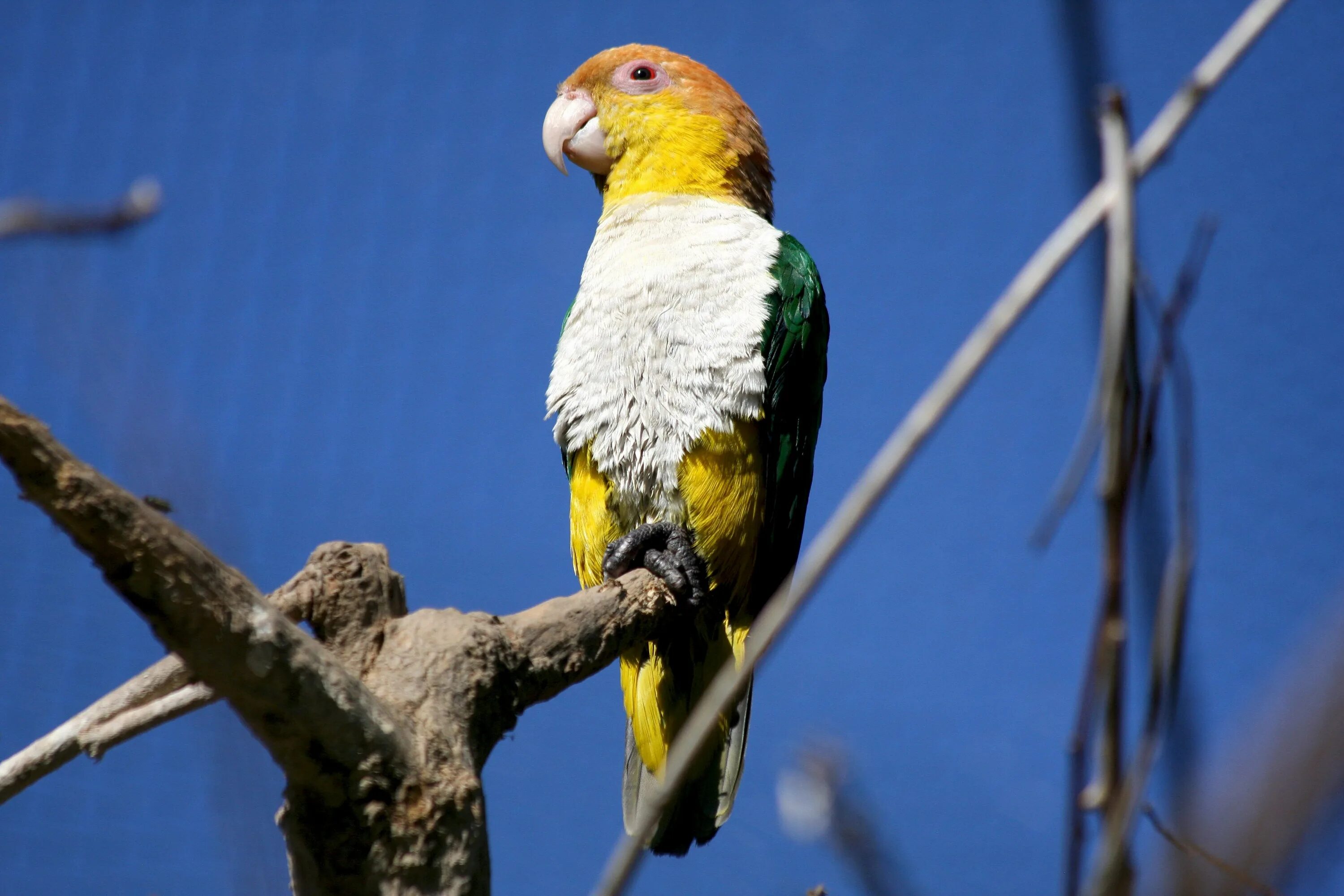 Белобрюхий попугай каик. Рыжеголовый каик. Рыжеголовый каик. Попугай черноголовый каик. Каик попугай рыжеголовый.
