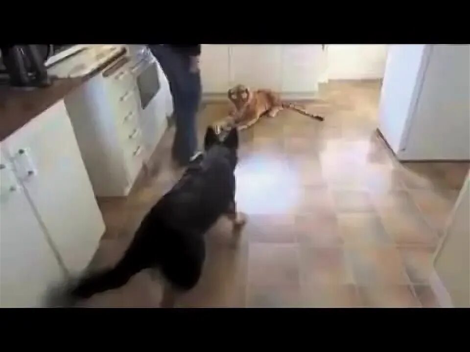 Собака боится лестницу. Собака боится игрушек. собака боится высоты. тигр впервые увидел собаку.