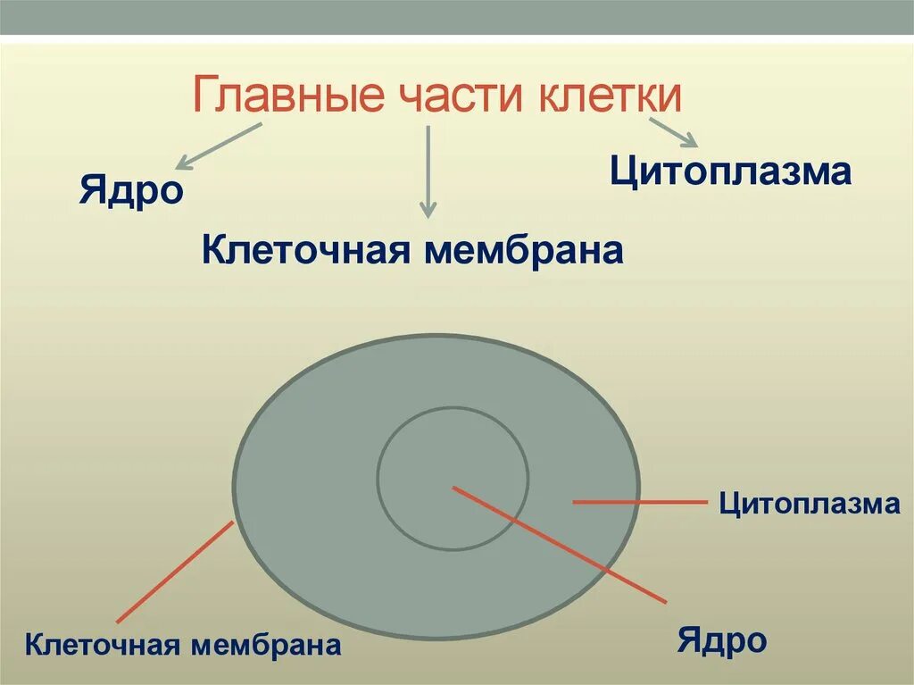 Ядро цитоплазма строение функции