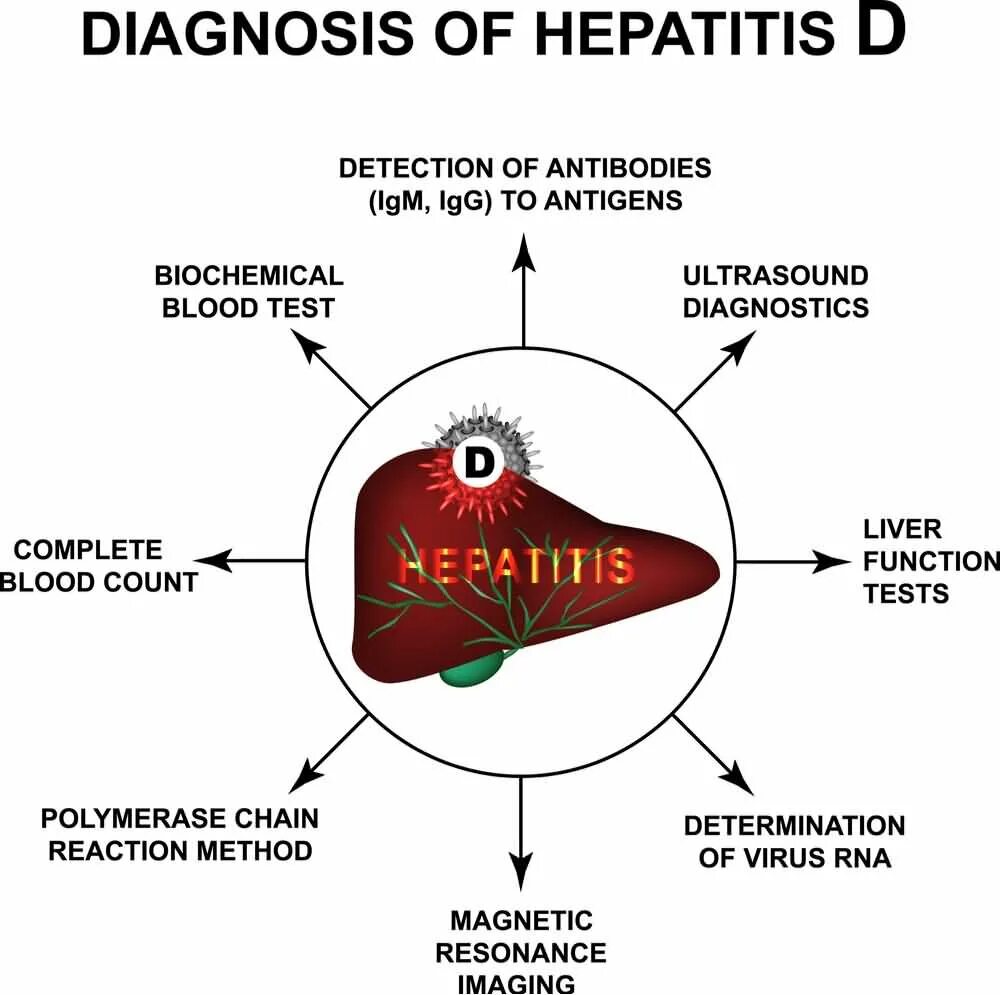 Вирусный гепатит д строение. Вирус гепатита д. Вирусный гепатит симптомы.