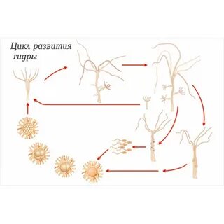 Стадии развития пресноводной гидры