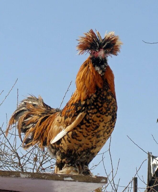 кура с хохолком на голове. легбар маран. кура с хохолком на голове. хохлатый петух. петух.