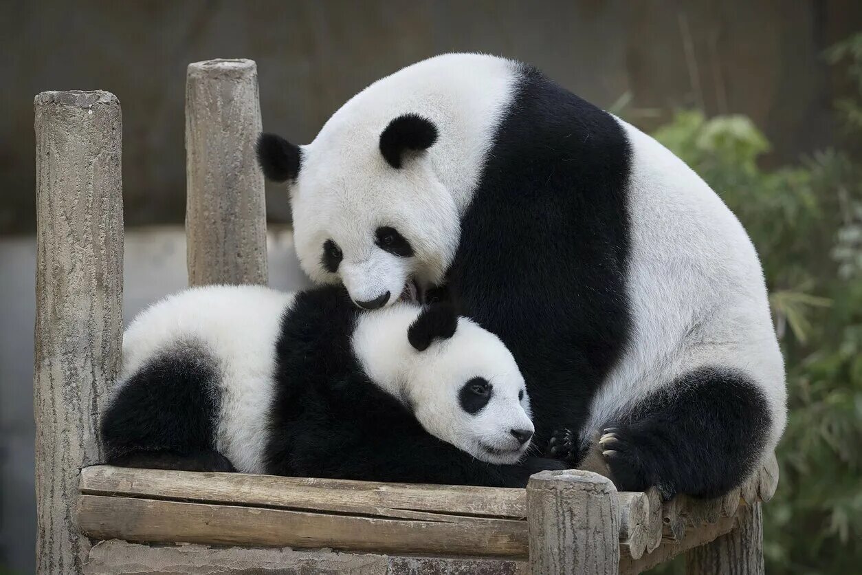 Панди, панди, панди. Маленькие панды. Панда эндемик. Panda many. Панда с детенышем фото.