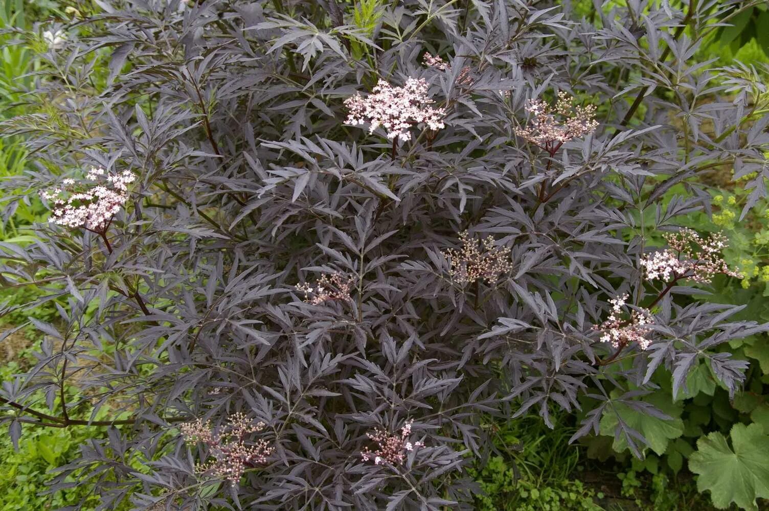 Бузина черная сорта. Бузина черная (Sambucus nigra). Бузина черная Блэк Бьюти (Black Beauty). Бузина чѐрная (Sambucus nigra l.);. Бузина черная Black Beauty Gerda.