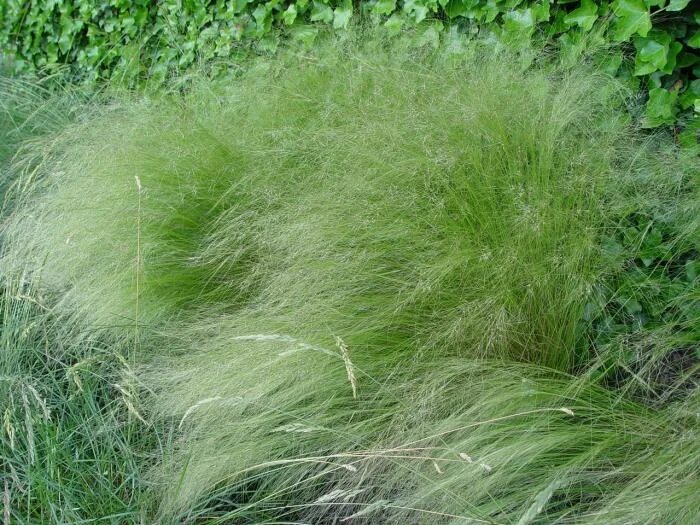Ковыль зимостойкость. Ковыль тончайший (stipa tenuissima). ковыль тончайший (stipa tenuissima) pony tails. ковыль тончайший волосы ангела. сорняк похожий на ковыль.