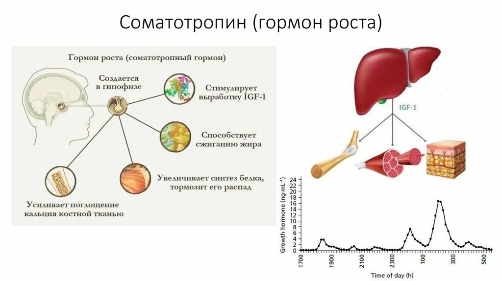 Применение гормона роста. Соматотропин гормон рецепторы. Соматотропин гормон регуляция выработки. Пик выработки гормона роста. Функции соматотропина.