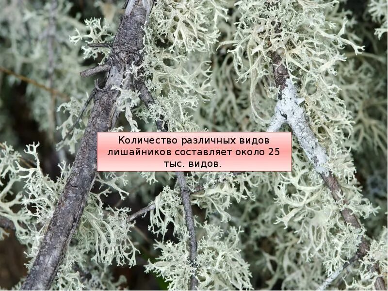 Выберите название сообщества в котором обитает лишайник. Лишайники накипные листоватые кустистые. ягель тип лишайника. картинки лишайников с названиями. разные формы лишайников.
