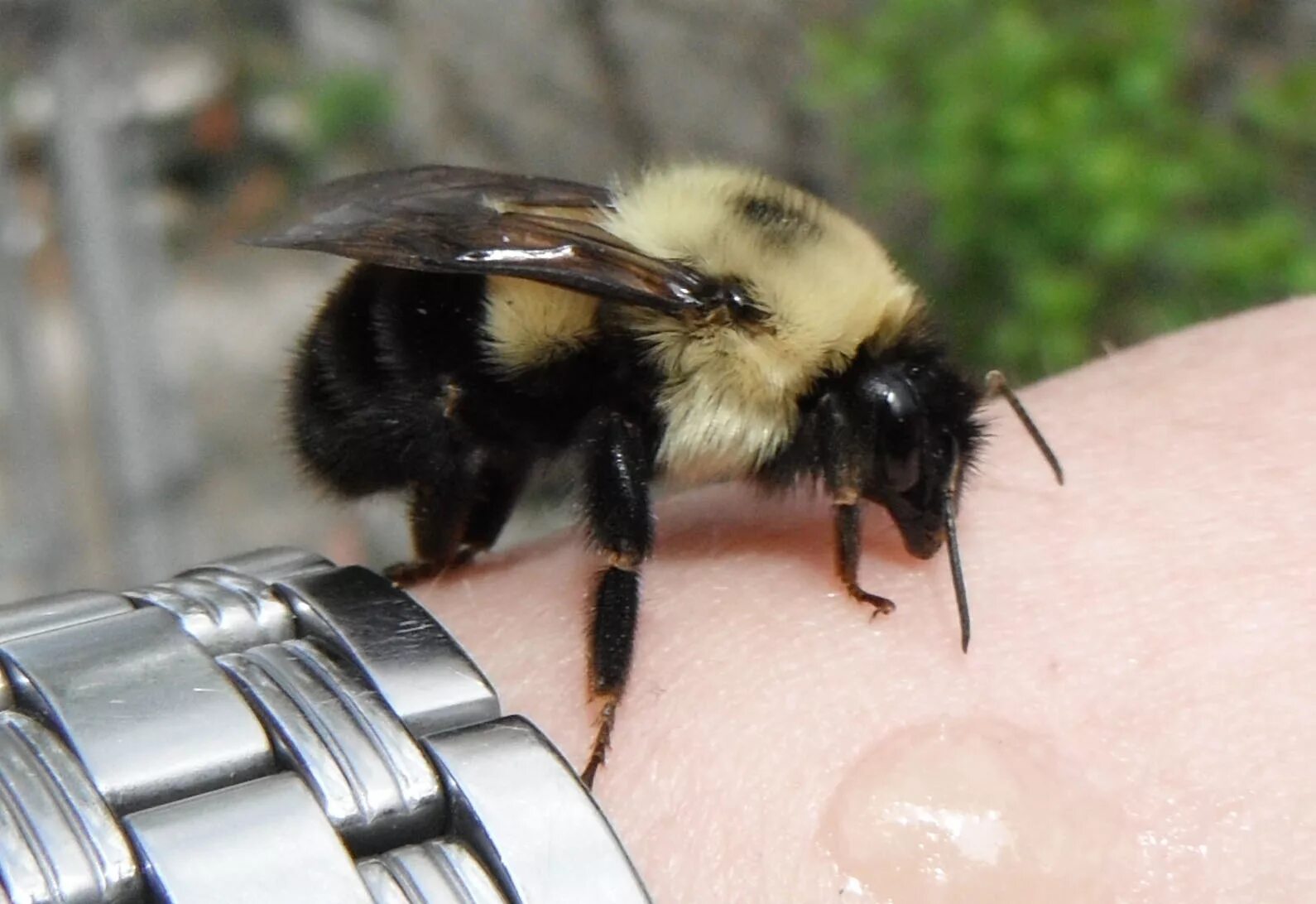 Bumble bee fly. Шмель бомбус аффинис. Bumble bee инцидент. Bumble bee инцидент. Шмель.