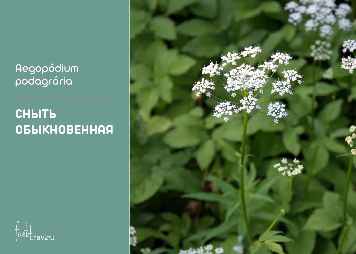 Сныть микроэлементы. Сныть обыкновенная зонтичные. сныть обыкновенная. сныть обыкновенная семейство. сныть трава.
