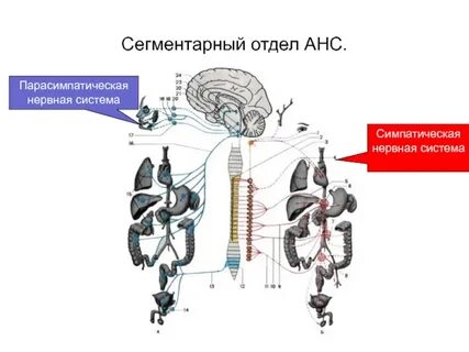 Отделы физиология