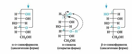 Мутаротация фруктозы схема. Глюкофураноза. A D глюкофураноза. Образование глюкофуранозы. Фруктоза циклическая